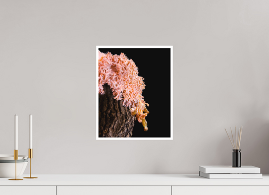 Pink Oyster Mushroom