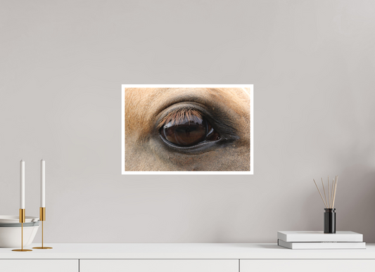 Horse Eye