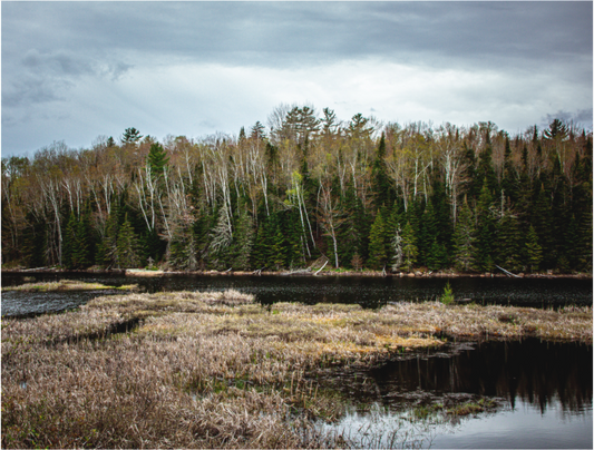 Bog River Trail