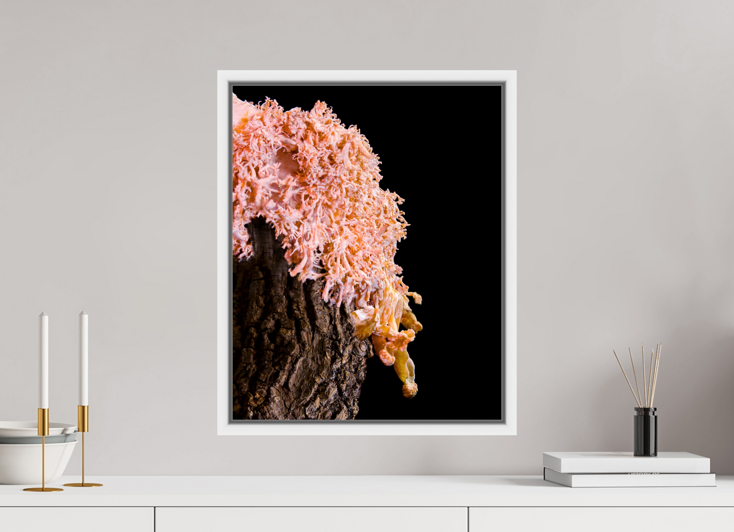 Pink Oyster Mushroom
