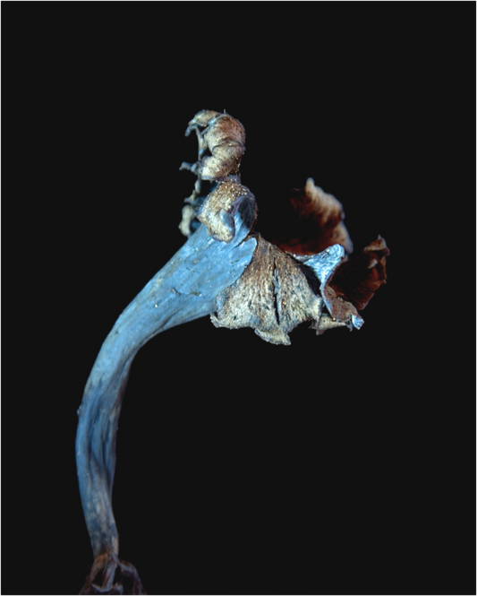 Blue Trumpet Mushroom