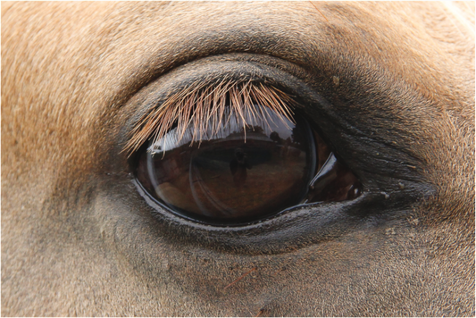 Horse Eye