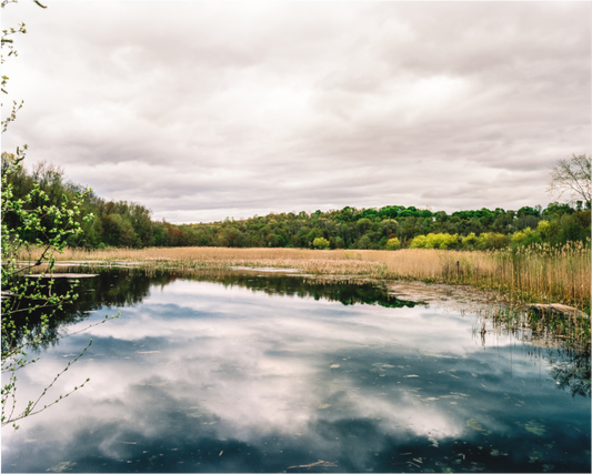 The Bog Brook, NY Spring