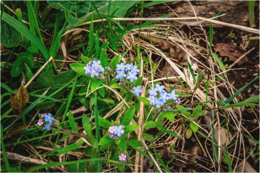 Spring Flowers in the Adirondacks