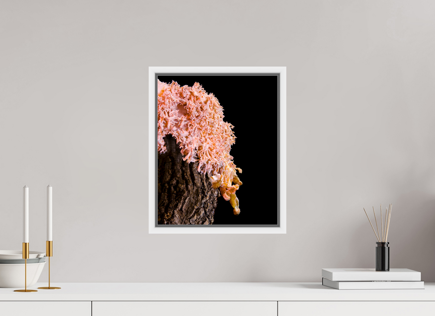 Pink Oyster Mushroom