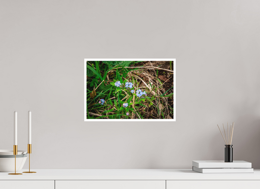 Spring Flowers in the Adirondacks