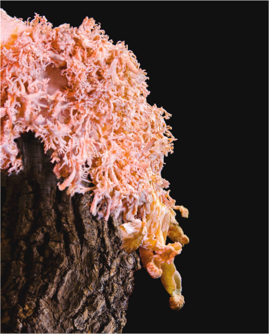 Pink Oyster Mushroom