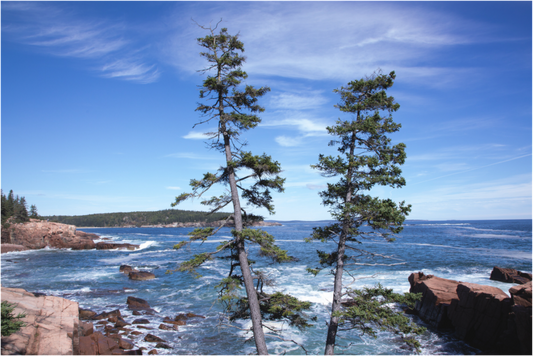 Acadian Coastline