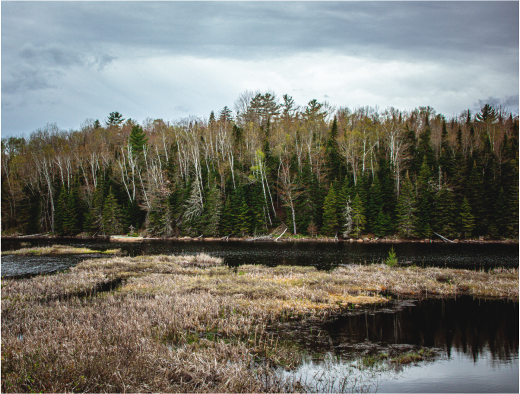 Bog River Trail