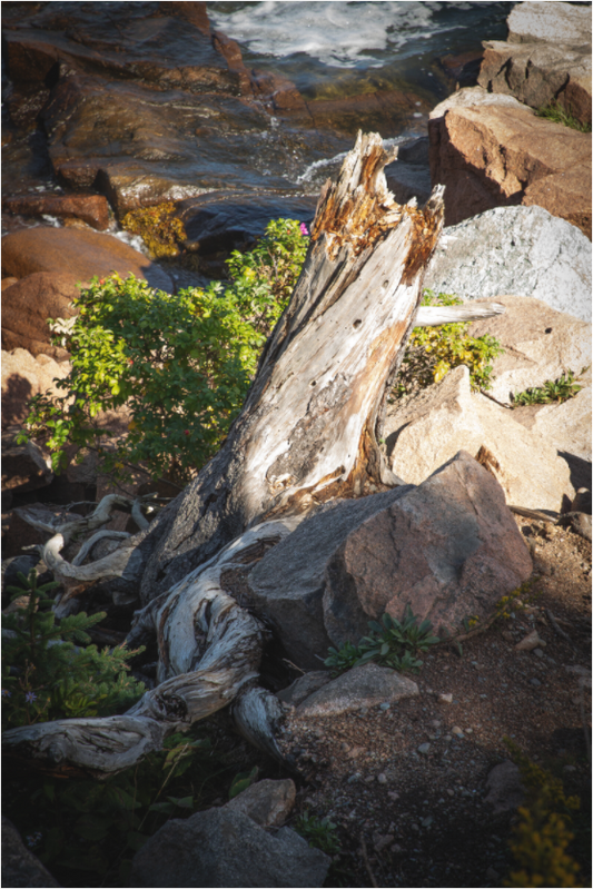 Stump