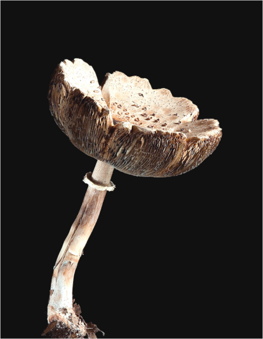 NYC Mushroom